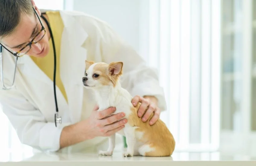 10 Top Rated Veterinarians in Maryland (User Rated)