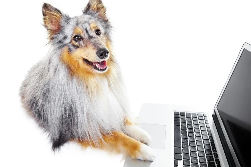 a dog is shopping online pharmacy