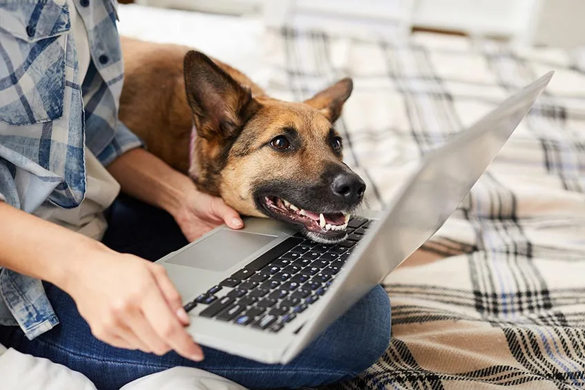 A dog looking at the laptop screen