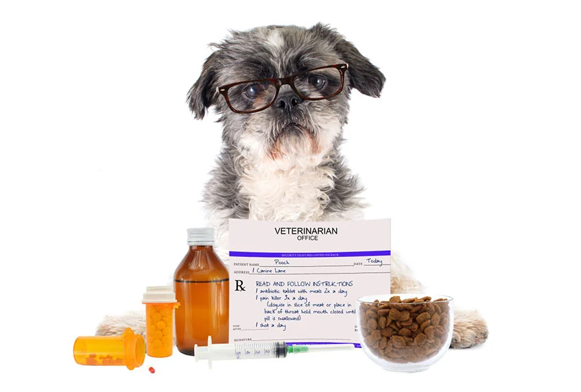 Pet Meds without Prescription: All You Have to Know