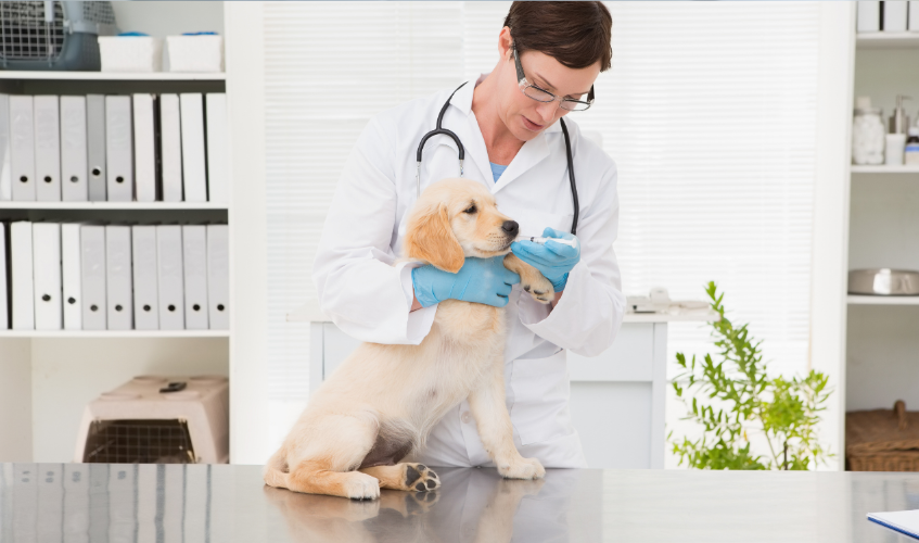 Veterinarian giving medicine to the dog