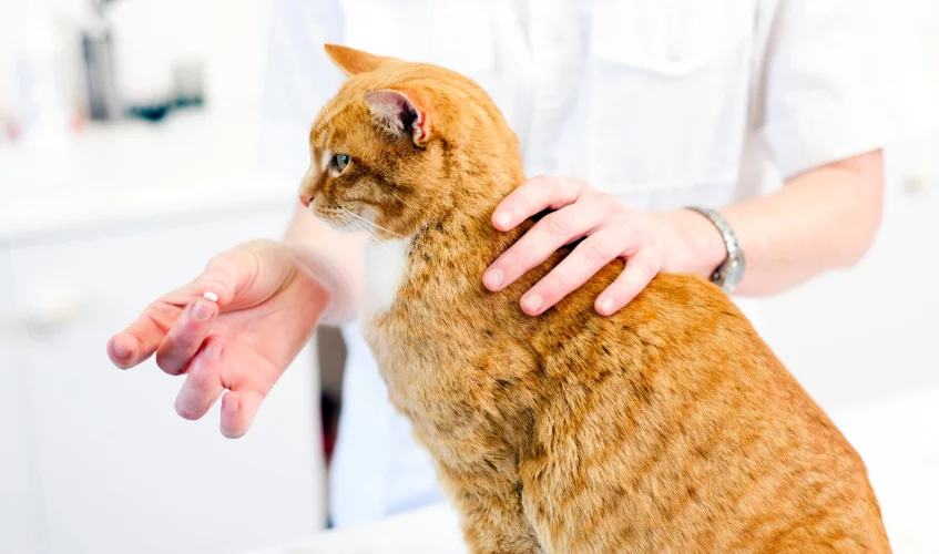 Veterinarian giving the cat a pill
