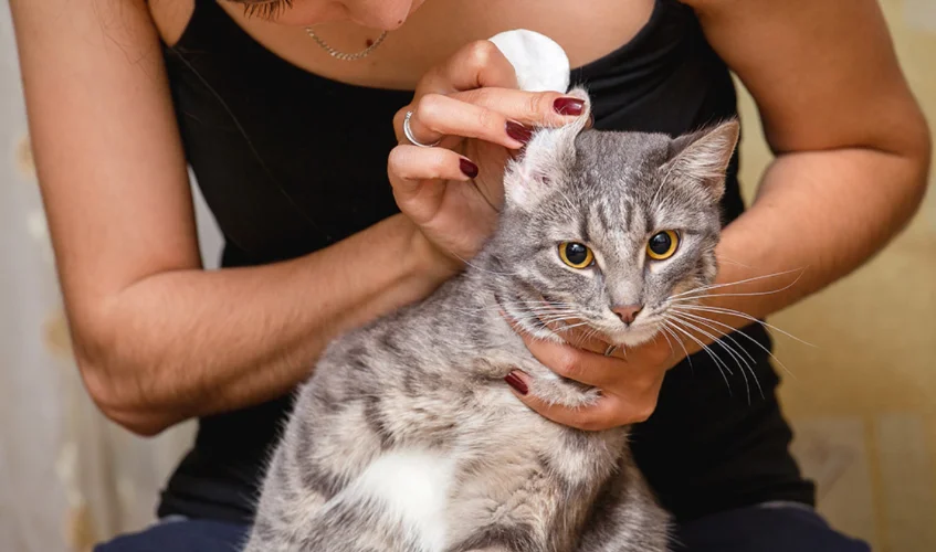 Using transdermal medication for cat